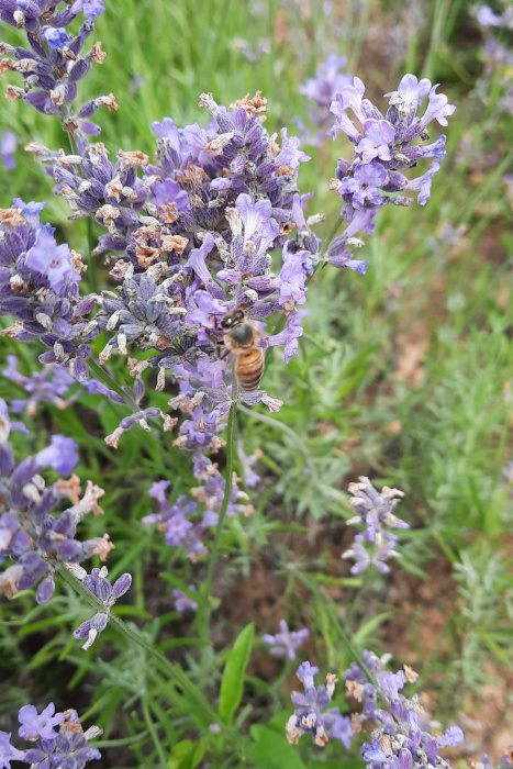 Stellplatz fü Wohnmobile